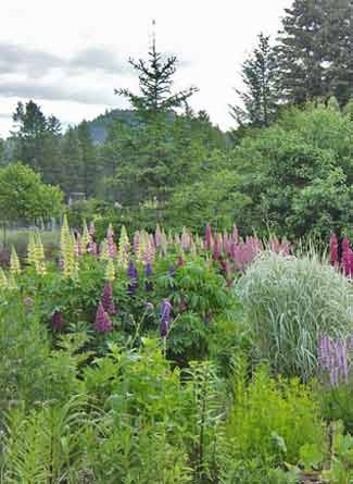 Lovely lupine Lovely lupine