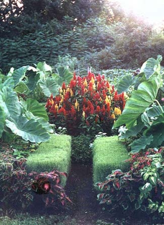 Bold blooms