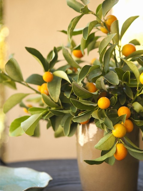 Citrus centerpiece