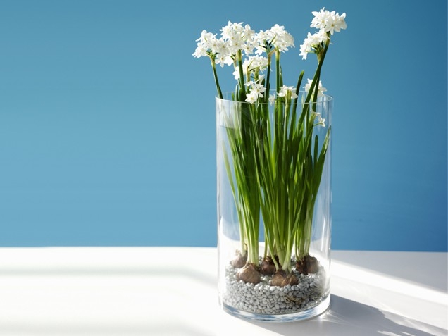 Paperwhite daffodils