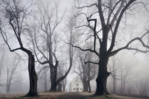 Winter barren trees Winter barren trees
