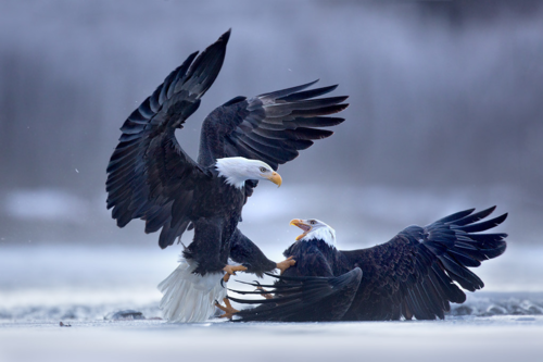 Eagle landing Eagle landing