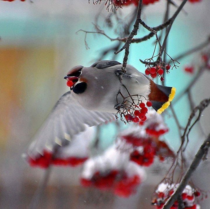 Waxwing Waxwing