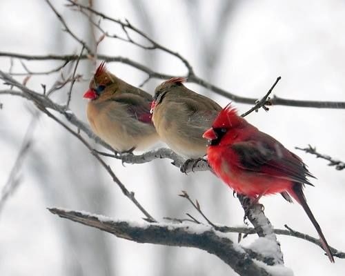 Three Waxwings Three Waxwings