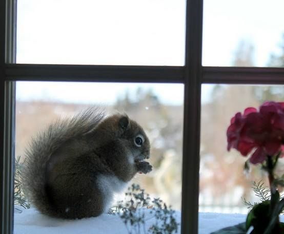 Squirrel in the window Squirrel in the window