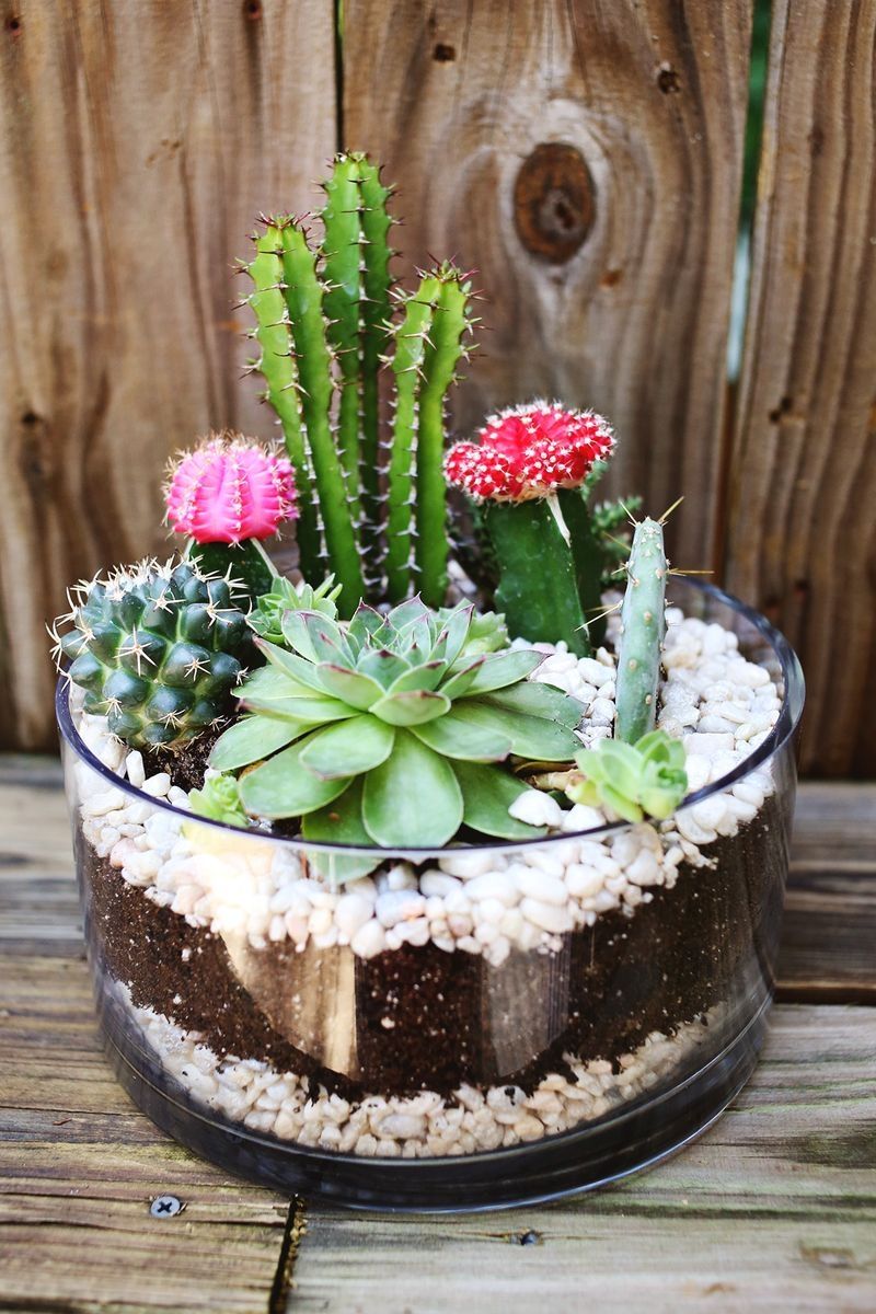 Cacti planter