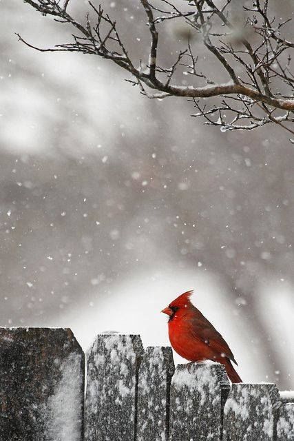 Red Cardinal Red Cardinal