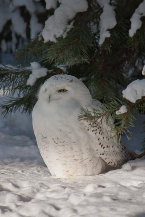 Snow Owl