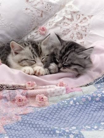 Sweet Dreams Sweet Dreams