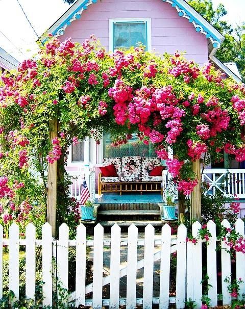 Climbing Rose Arch