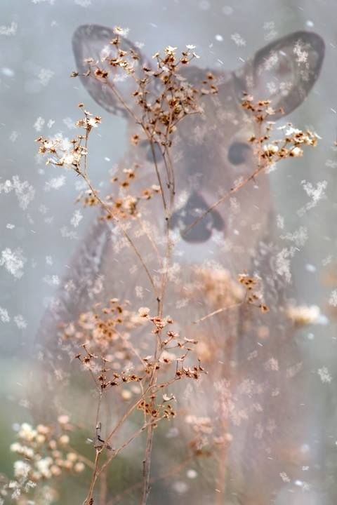 Deer Hiding