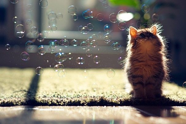 Kitty & Bubble Kitty & Bubble