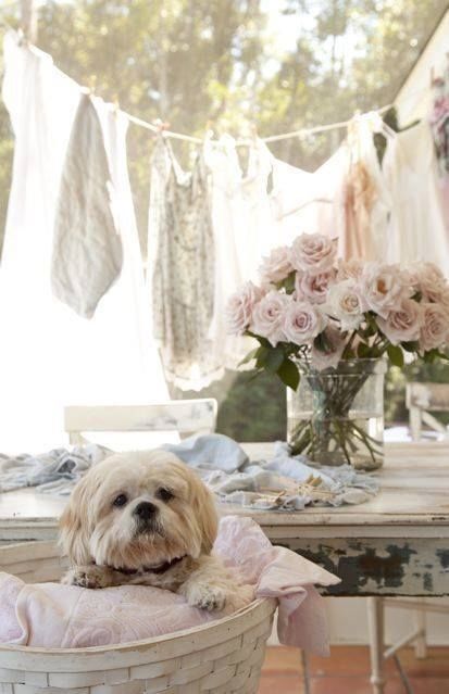 Laundry & Dog Wash Day Laundry & Dog Wash Day