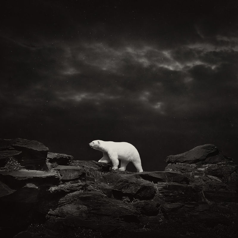 Polar bear Polar bear