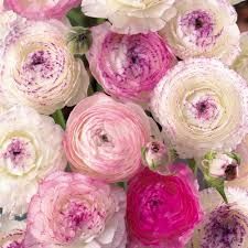 Ranunculus