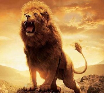 Lion King Territory!! Lion King Territory!!