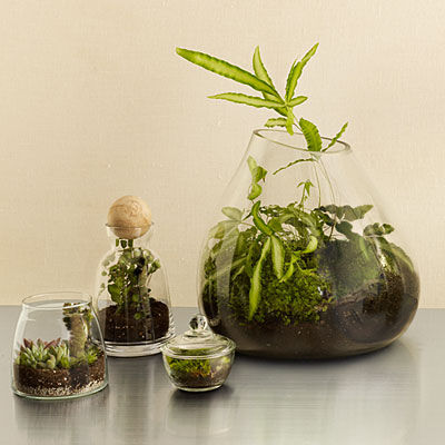 Terrarium garden Terrarium garden