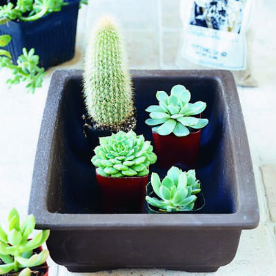 Indoor dish garden