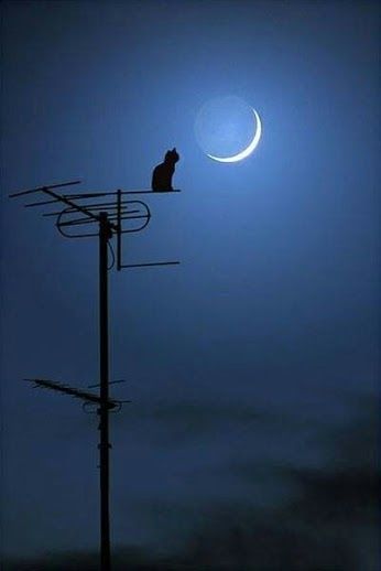 Good Night