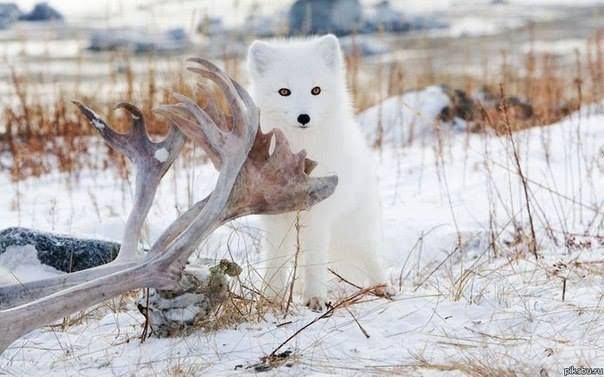 Snow White Husky Pup!! Snow White Husky Pup!!