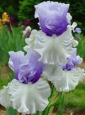 Silky Ruffled Flowers!! Silky Ruffled Flowers!!