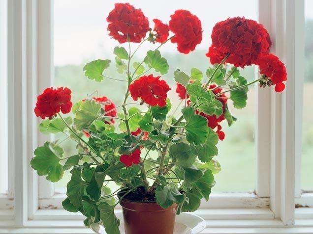Geraniums