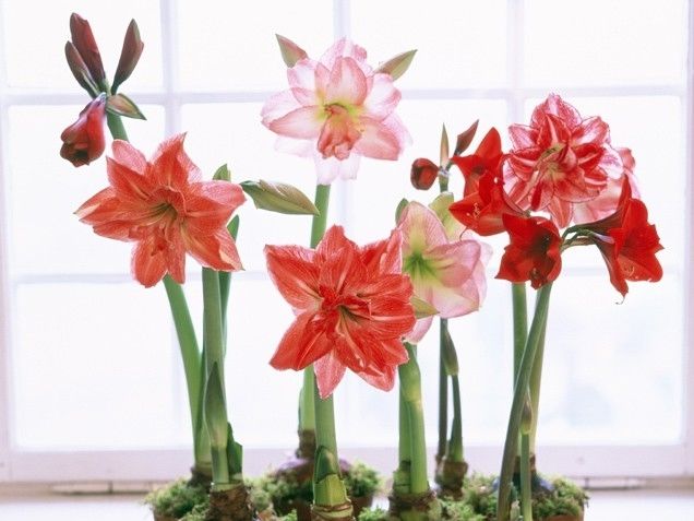 Amaryllis Amaryllis