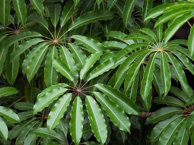 Schefflera