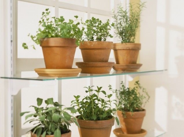Zamioculcas