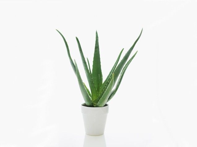Aloe plant