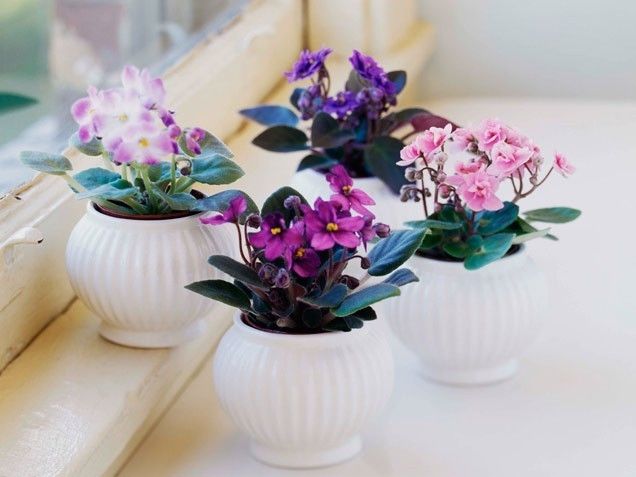 African Violets