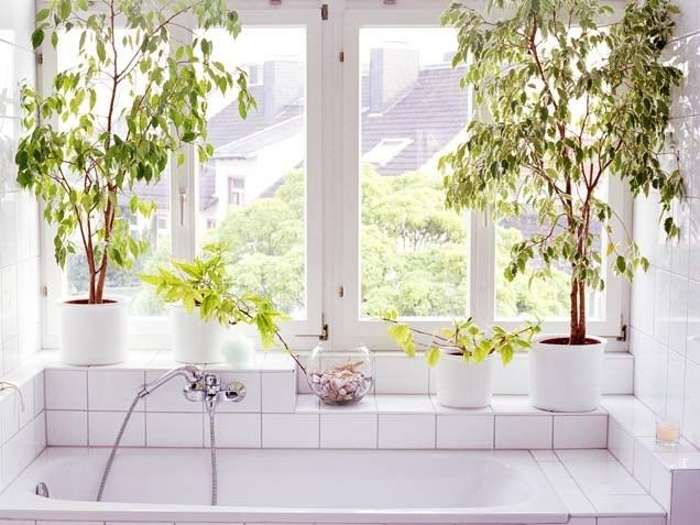 Ficus