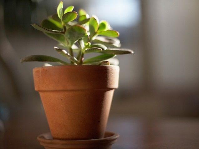 Jade plant