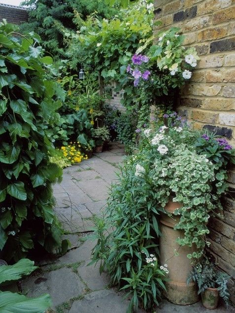 Shady garden Shady garden
