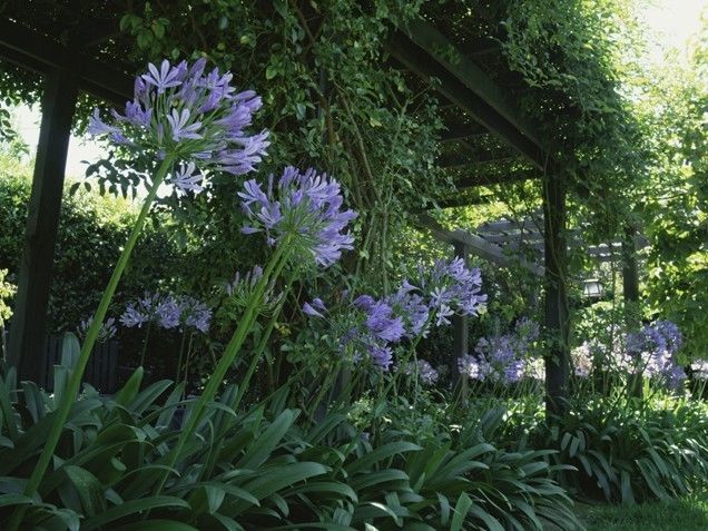 Single flower garden Single flower garden