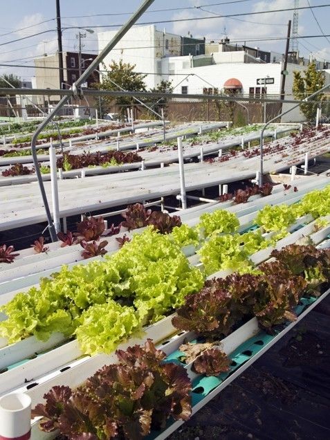 Hydroponic gardening