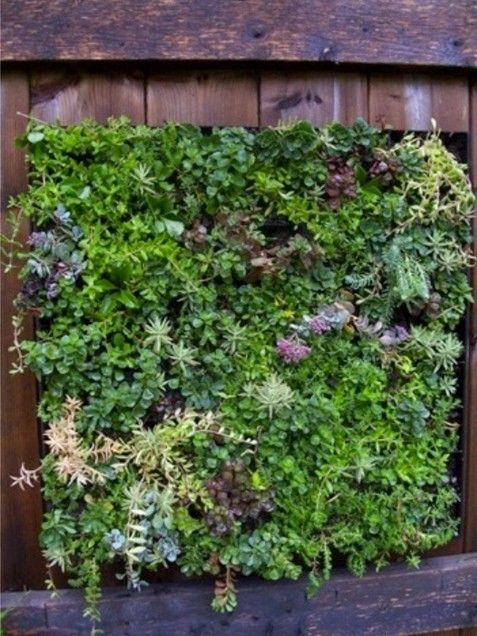 Succulent garden