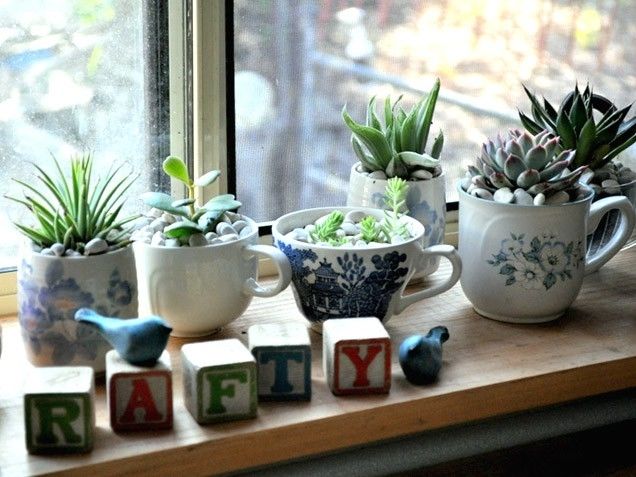 Succulent teacups Succulent teacups