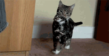 Mommy cat