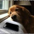 cute dog
