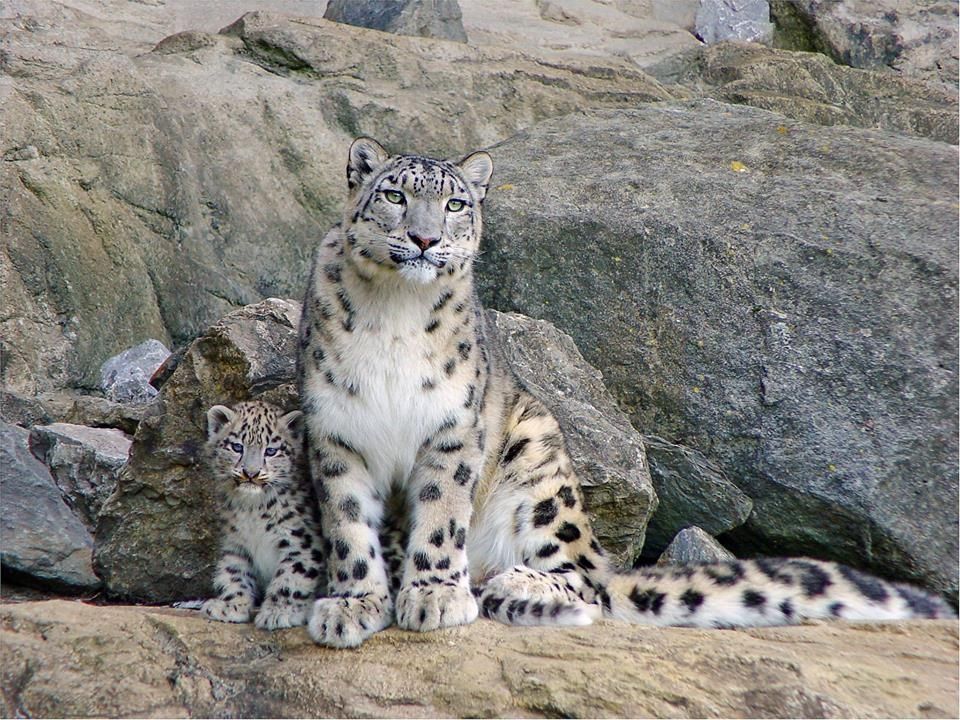 Leopards; "Incognito!!" Leopards; "Incognito!!"