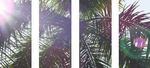 Palm tree glare