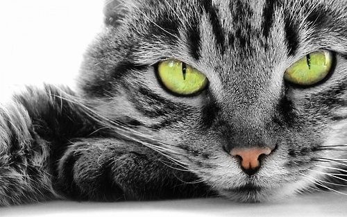 Green cat eyes Green cat eyes
