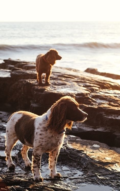 Beach dogs
