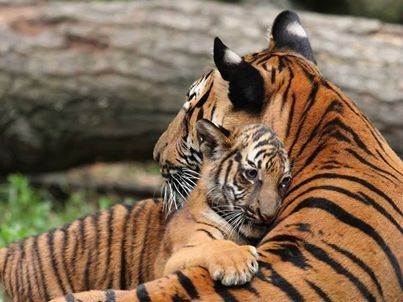 A Mother's Love Is 1 Of A Kind!! A Mother's Love Is 1 Of A Kind!!