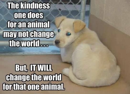 for an animal