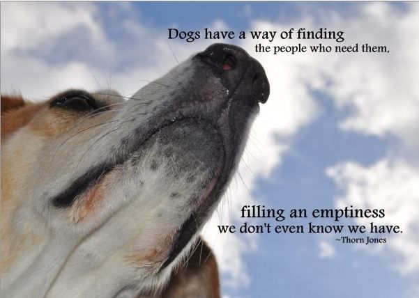 Dogs