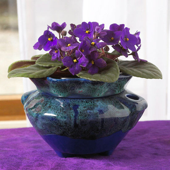 African Violet