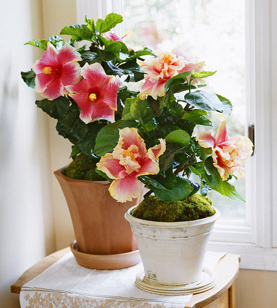 Hibiscus Hibiscus