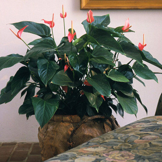Anthurium Anthurium